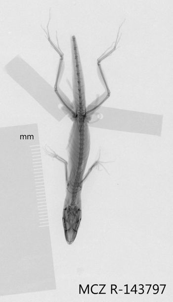 Media type: image;   Herpetology R-143797 Aspect: dorsoventral x-ray